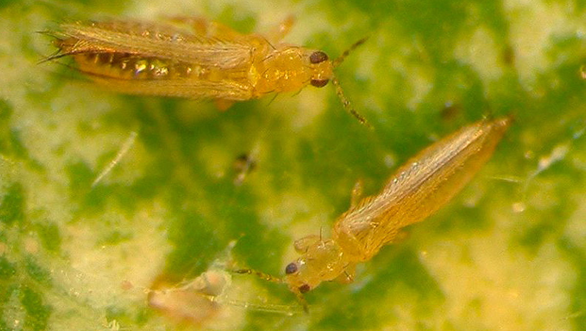 Thrips in cannabis: what do they look like?
