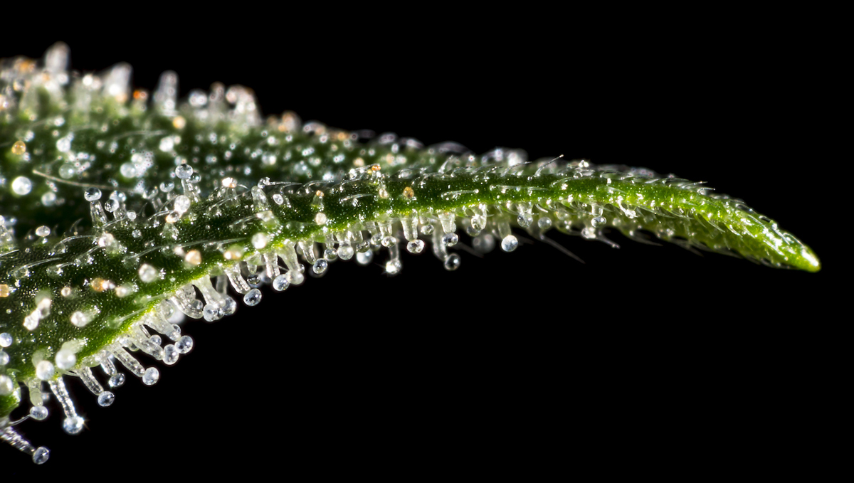 Macro photo of thricomes on plants buds.