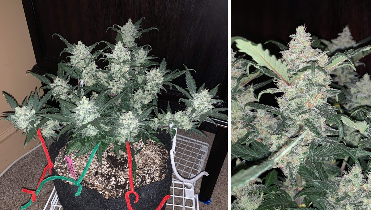 Gelato Auto Cannabis Strain Week-by-Week Guide: A compact weed bush with multiple frosty buds and a completely white cola