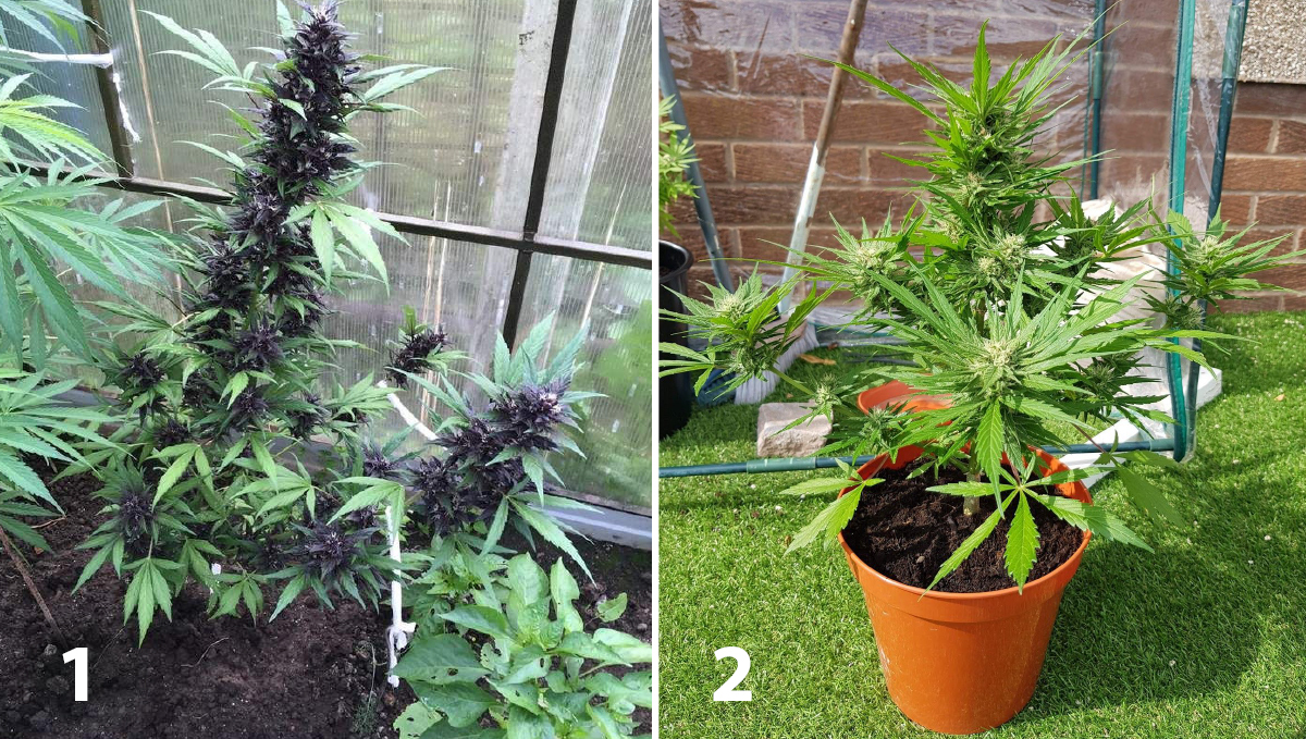 Outdoor plants grow in Italy: week 9 of plant growth