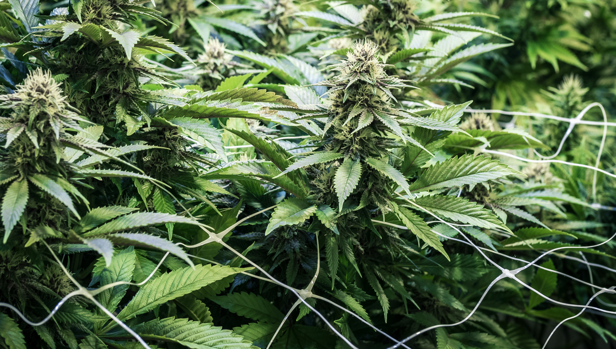 Lollipopping: ScrOG grow