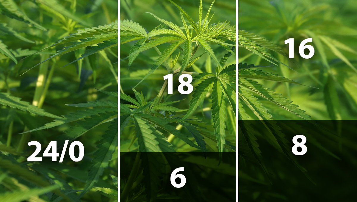  Best light schedule for cannabis in the vegetative stage: light schedules