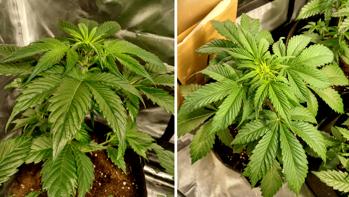 AK auto cannabis strain: week 4