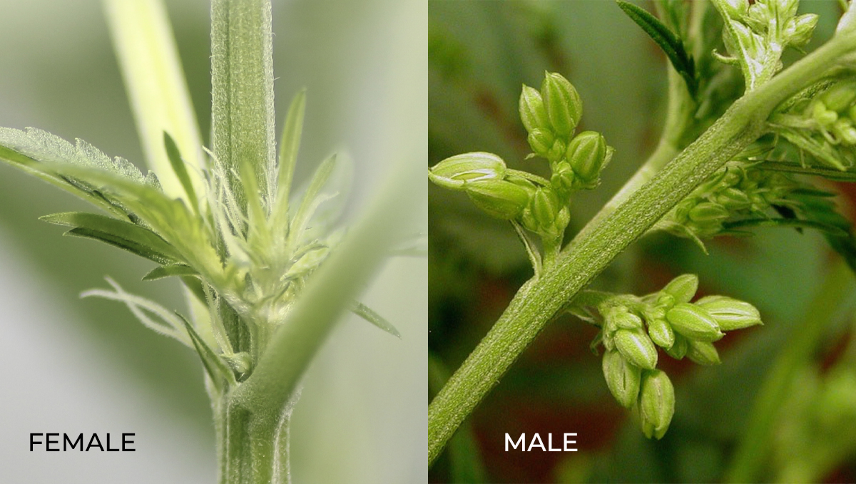 Plantspflanzen Anatomie: weiblich vs. männlich