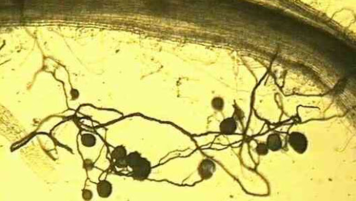 Plants and mycorrhizae: arbuscular fungi