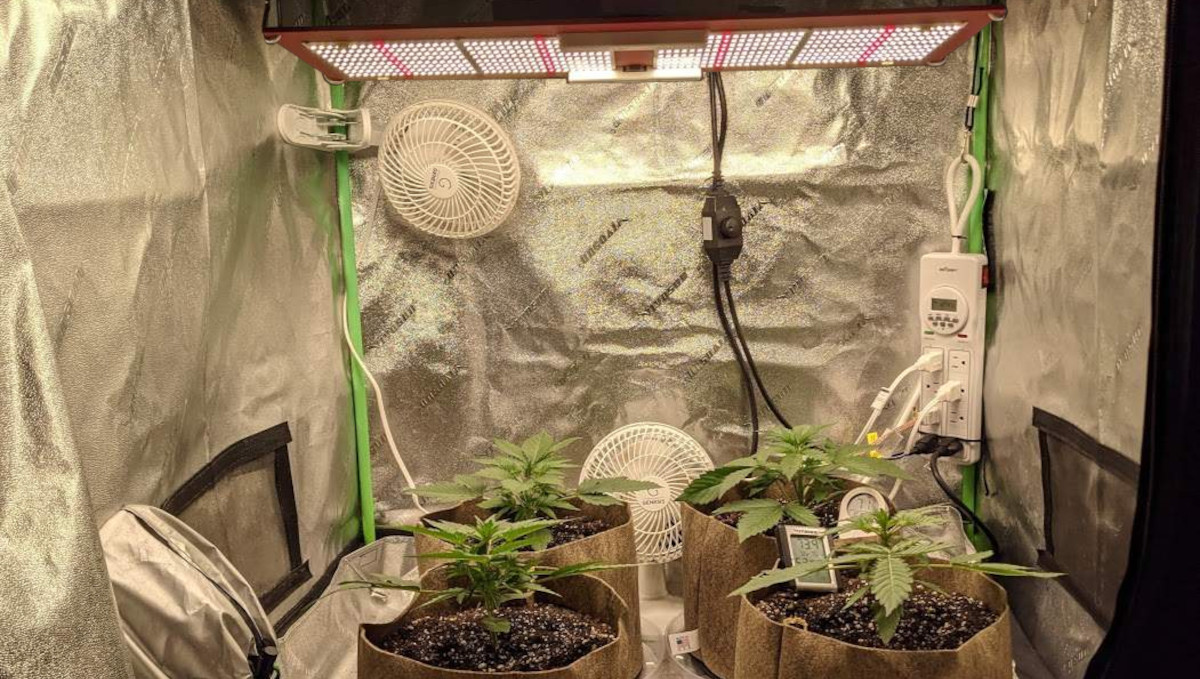 Gorilla Cookies Auto大麻品种全周期周周指南:种植帐内LED量子板与4株幼苗 Gorilla Cookies Auto大麻品种全周期周周指南:种植帐内LED量子板与4株幼苗
