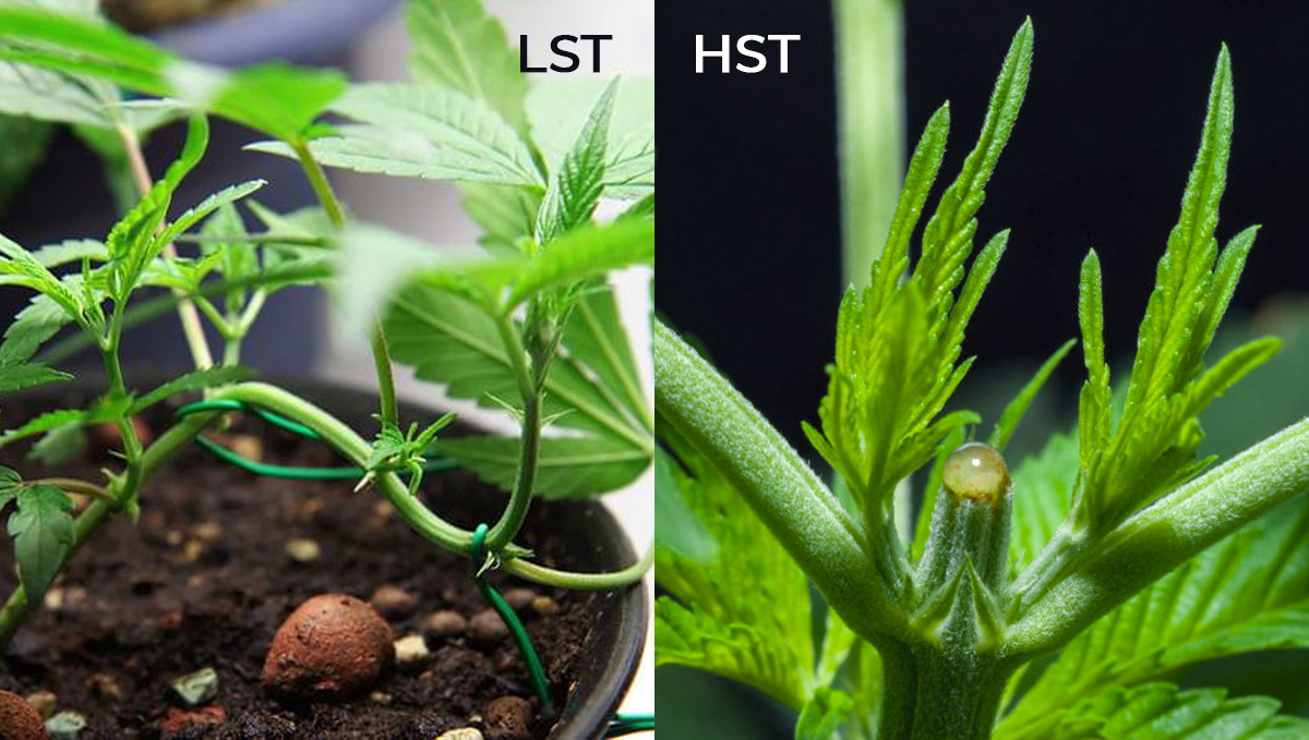 Top 4 training techniques for autos: lst vs hst