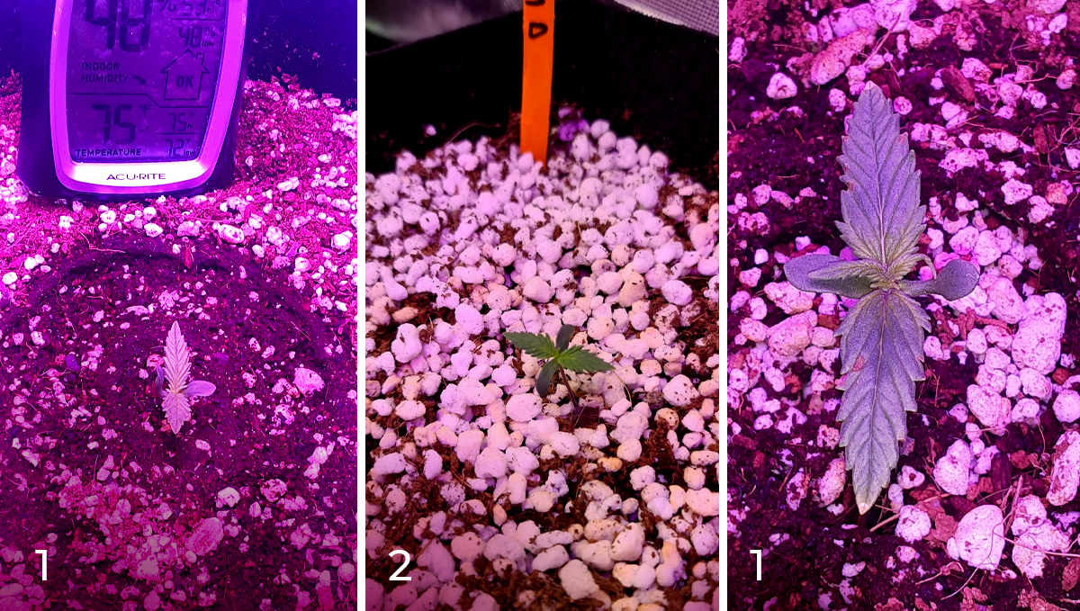Chemdawg auto guide: week 1