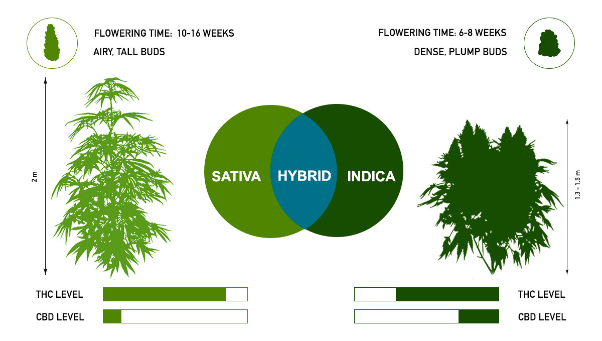 Comparison of Sativa and Indica cannabis plants highlighting their differences.