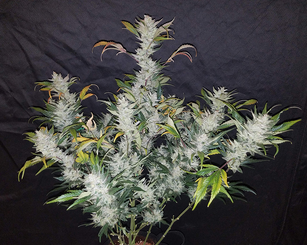 Fast Buds' Mexican Airlines