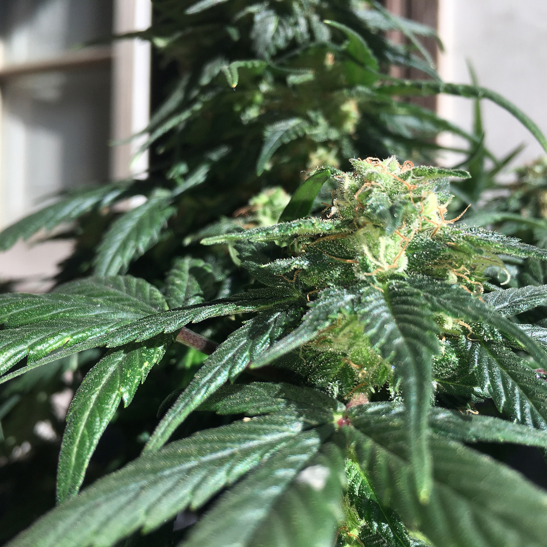 Fast Buds Autoflower Tangie Grown Outdoors