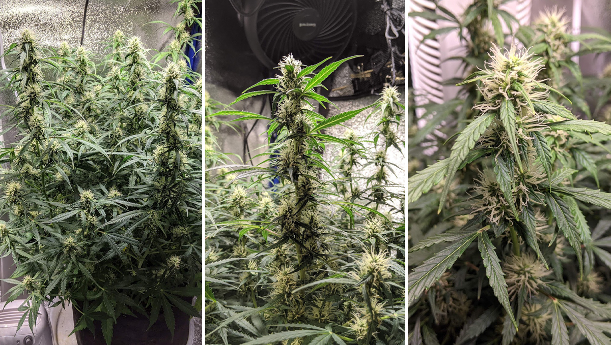 Sour diesel auto guide: week 7