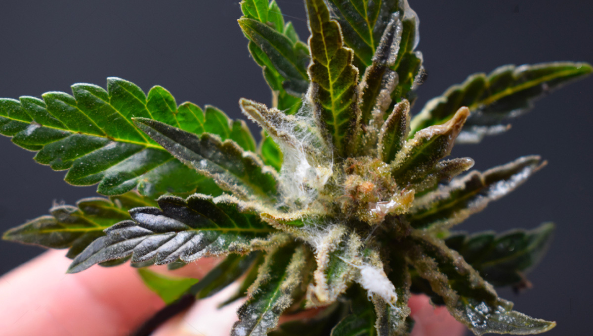 Botrite su pianta di Cannabis