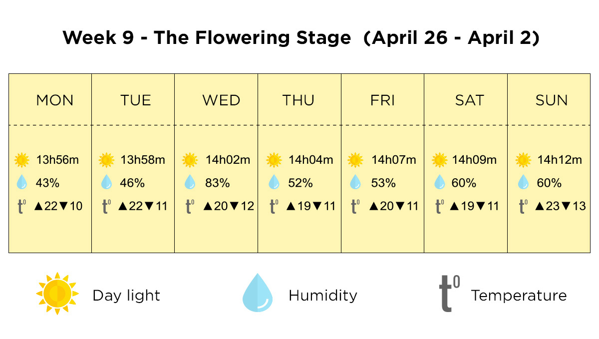 Growing plants outdoors in Italy: week 9 of the vegetative stage