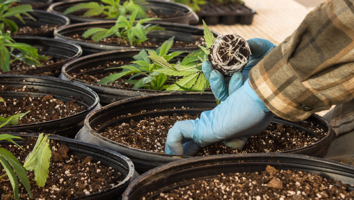 So vermeidest du &Uuml;berw&auml;sserung deine Plantspflanzen
