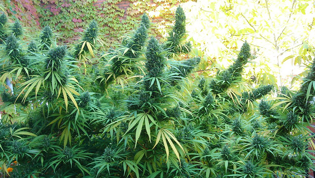 Super soil for cannabis plants: why make super soil