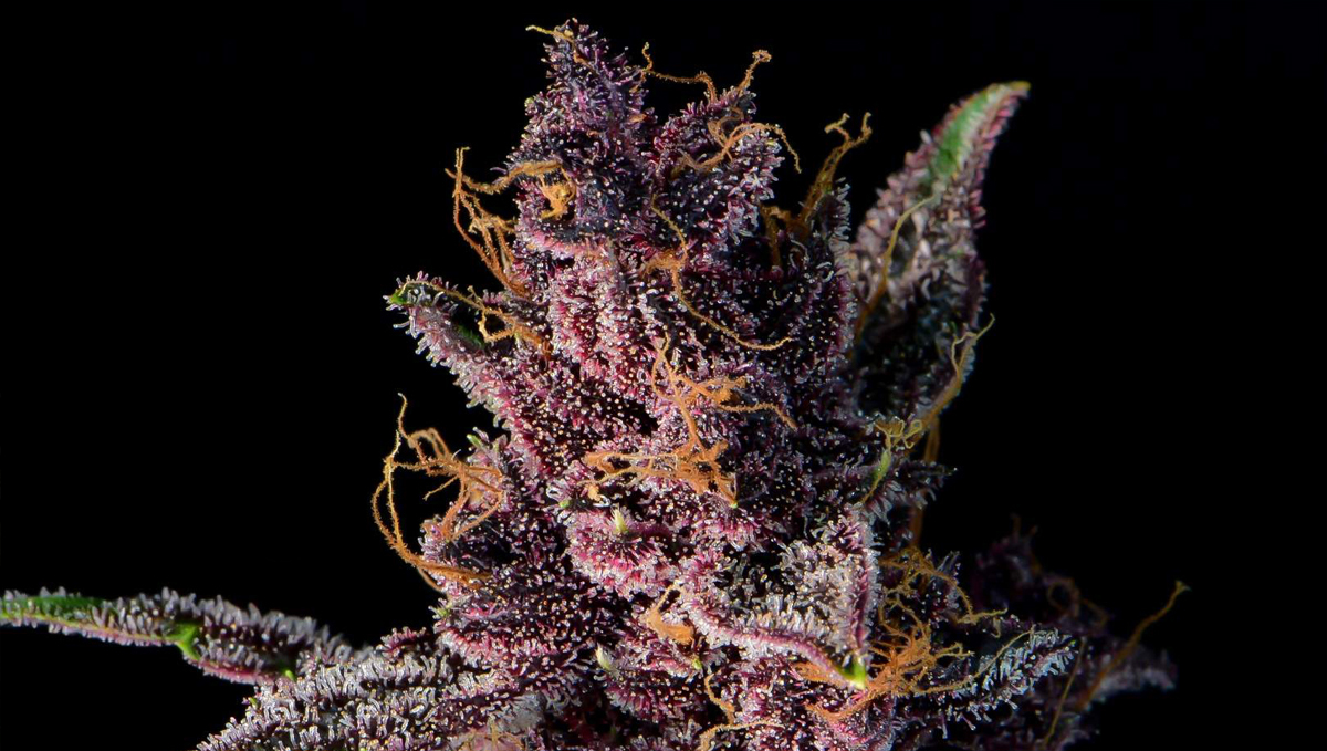 Top 10 seeds to grow outdoors: Closer Look at Purple Lemonade Auto
