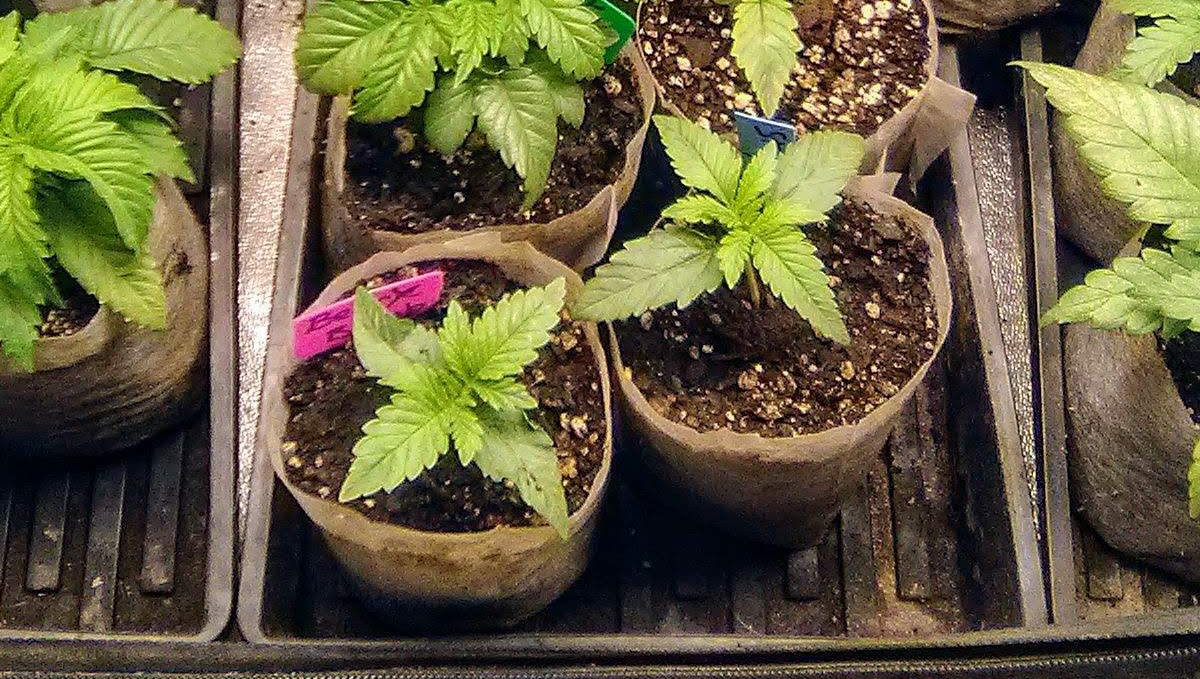 Strawberry Pie Auto Cannabis Strain Week-by-Week Guide: Young autoflowers in starter bags