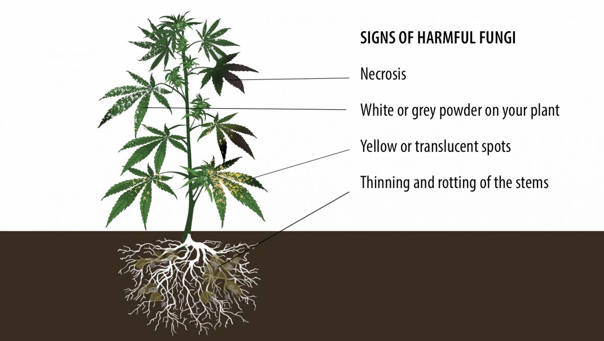 Benefits of microorganisms: signs of harmful fungi
