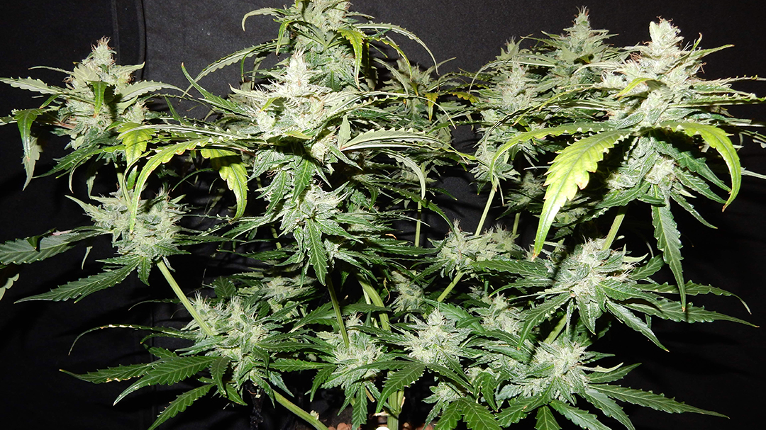CBD Crack.jpg Fast Buds CBD Crack Autoflowering Cannabis Seeds
