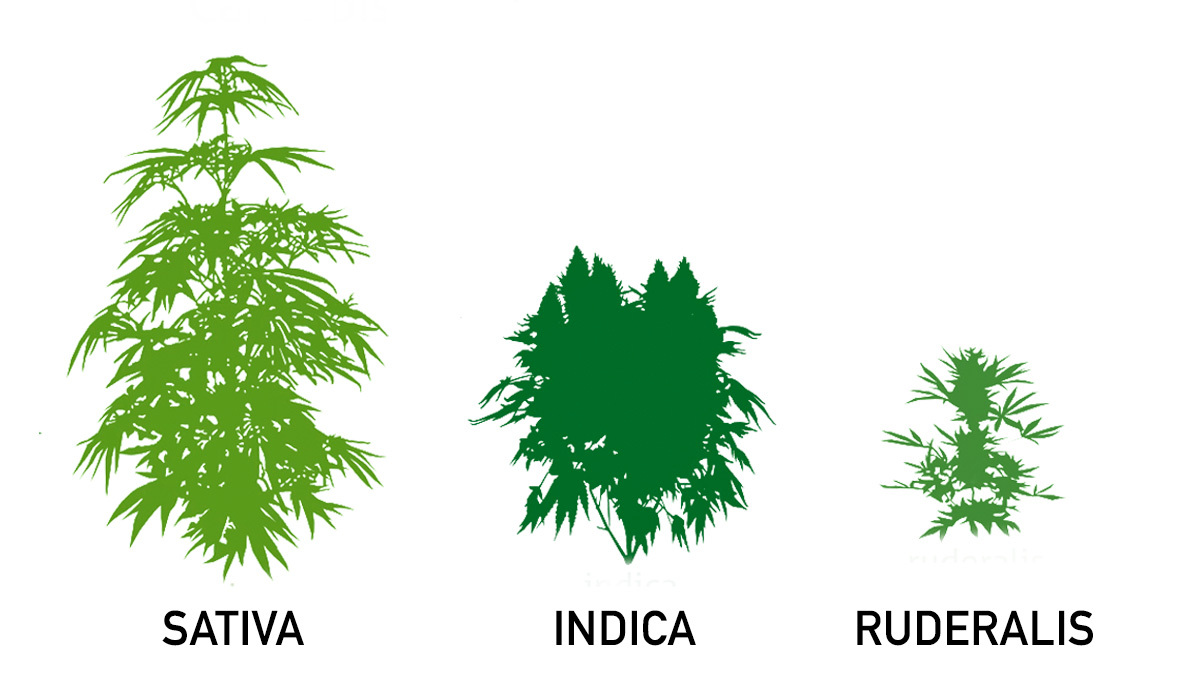 什么是大麻Ruderalis及其作用：Sativa、Indica和Ruderalis的区别