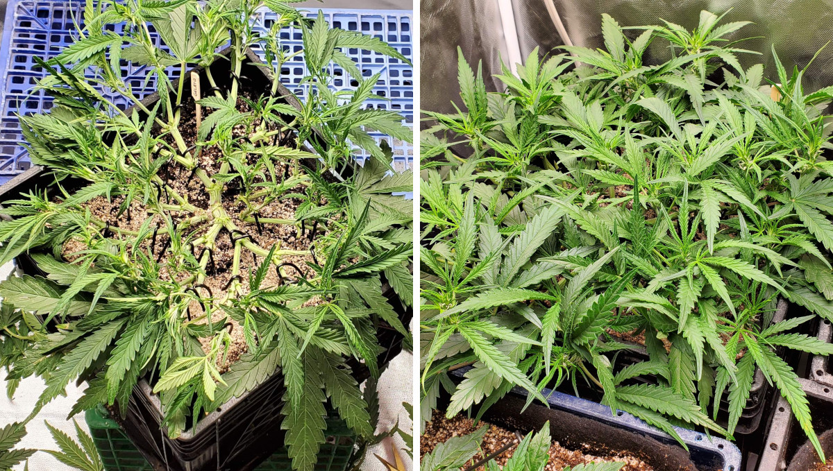 Gelato Auto Cannabis Strain Week-by-Week Guide: A manifolded autoflower after a defoliation and the subsequent recovery