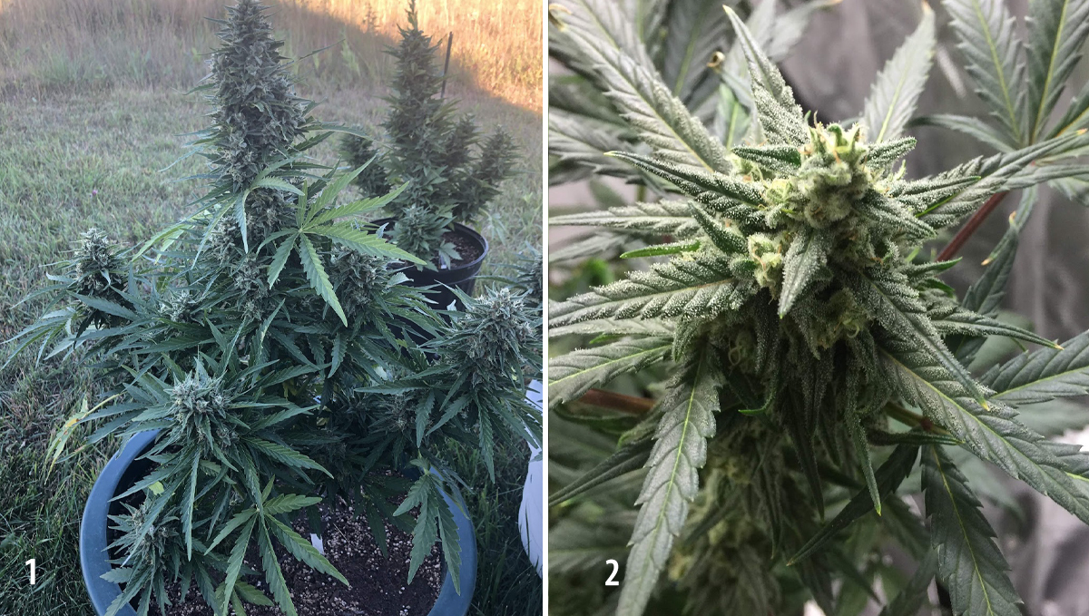 Amnesia Haze Auto: week 9