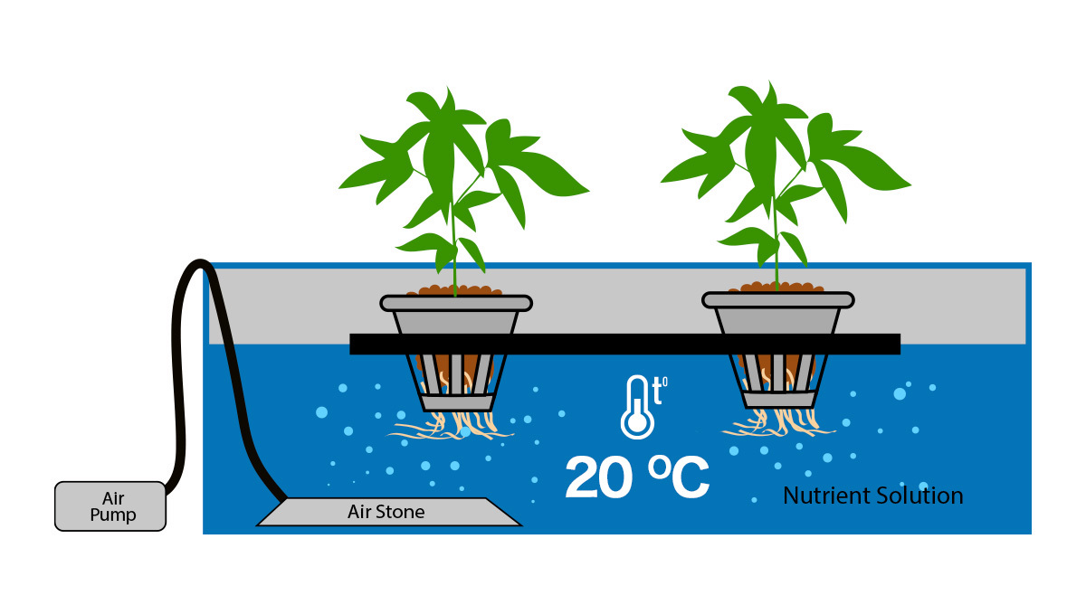 8 Mistakes To Avoid When Growing Cannabis With Hydroponics: Controlling temperature in DWC