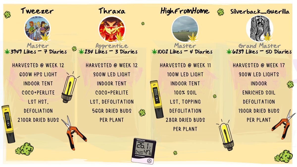 Strawberry Pie Auto Plants Seed Week-by-Week Guide: Outcome