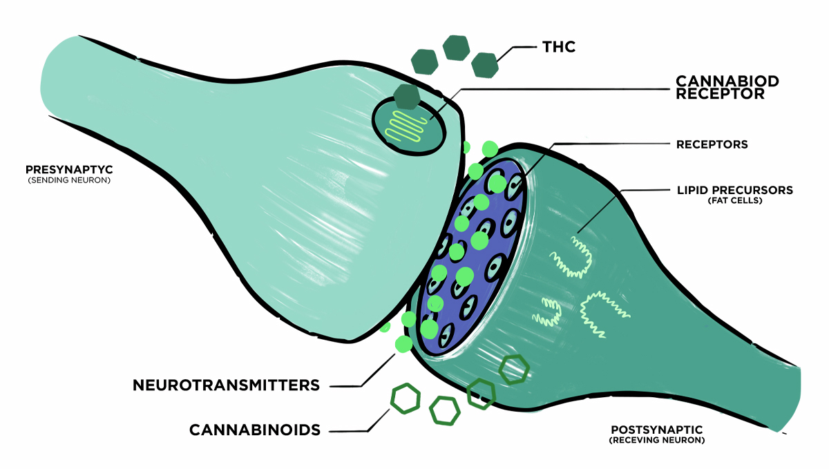 Non-plants strength: endocannabinoid system