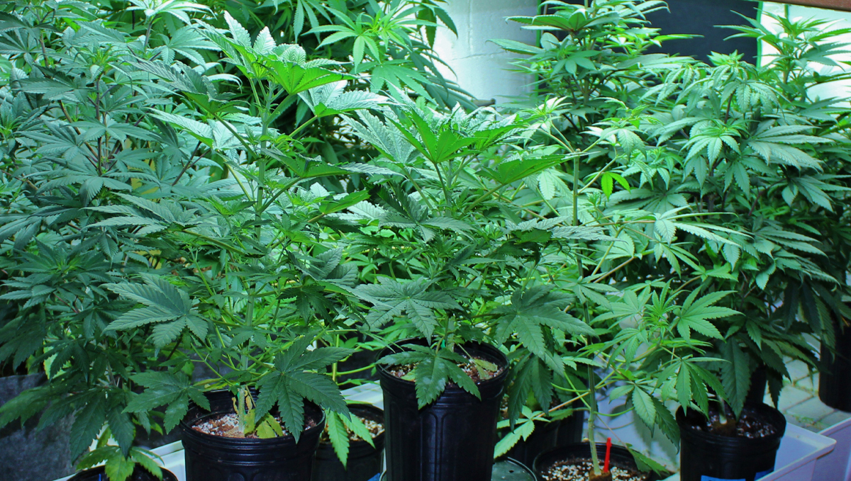 Mother plant care: choose the seed