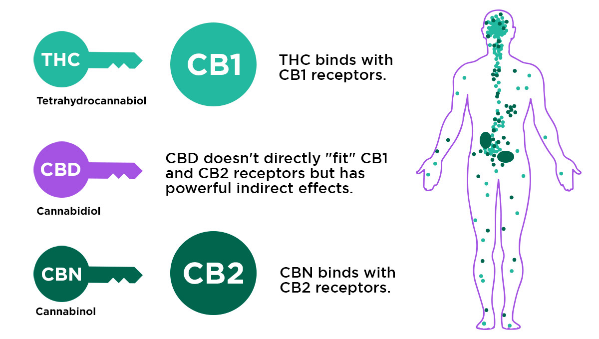 What is THC?: What Receptors Does THC and CBD Bind With
