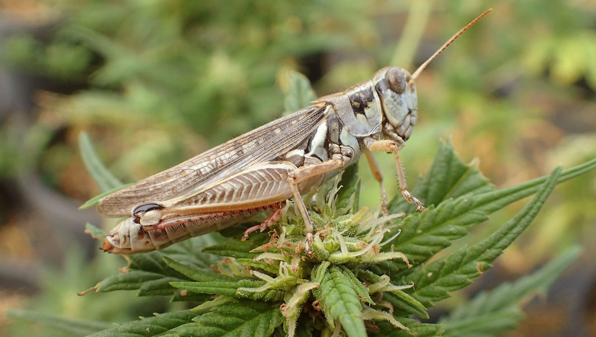 The first sign of a grasshopper pest nearby is the chirping sound at night.