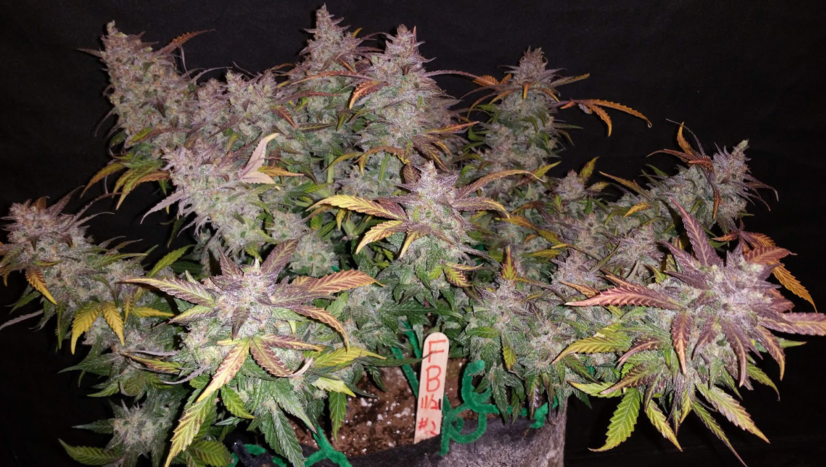 Five shortest autoflower strains: fastberry auto