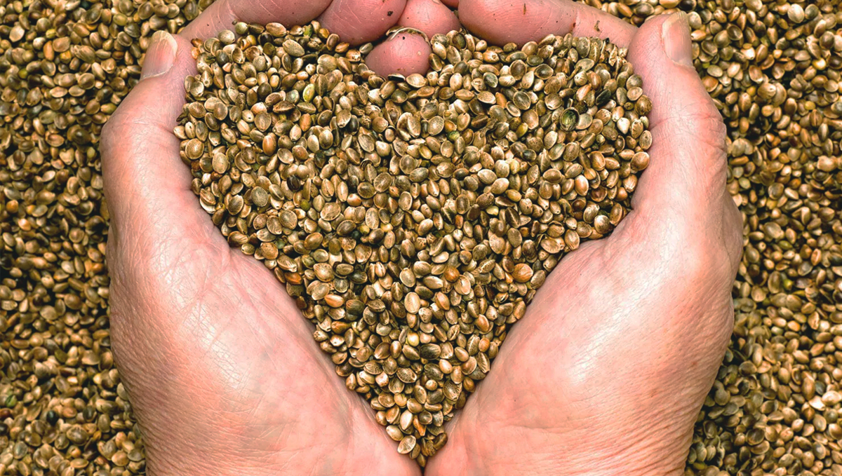 Hemp seeds could prevent heart disease.