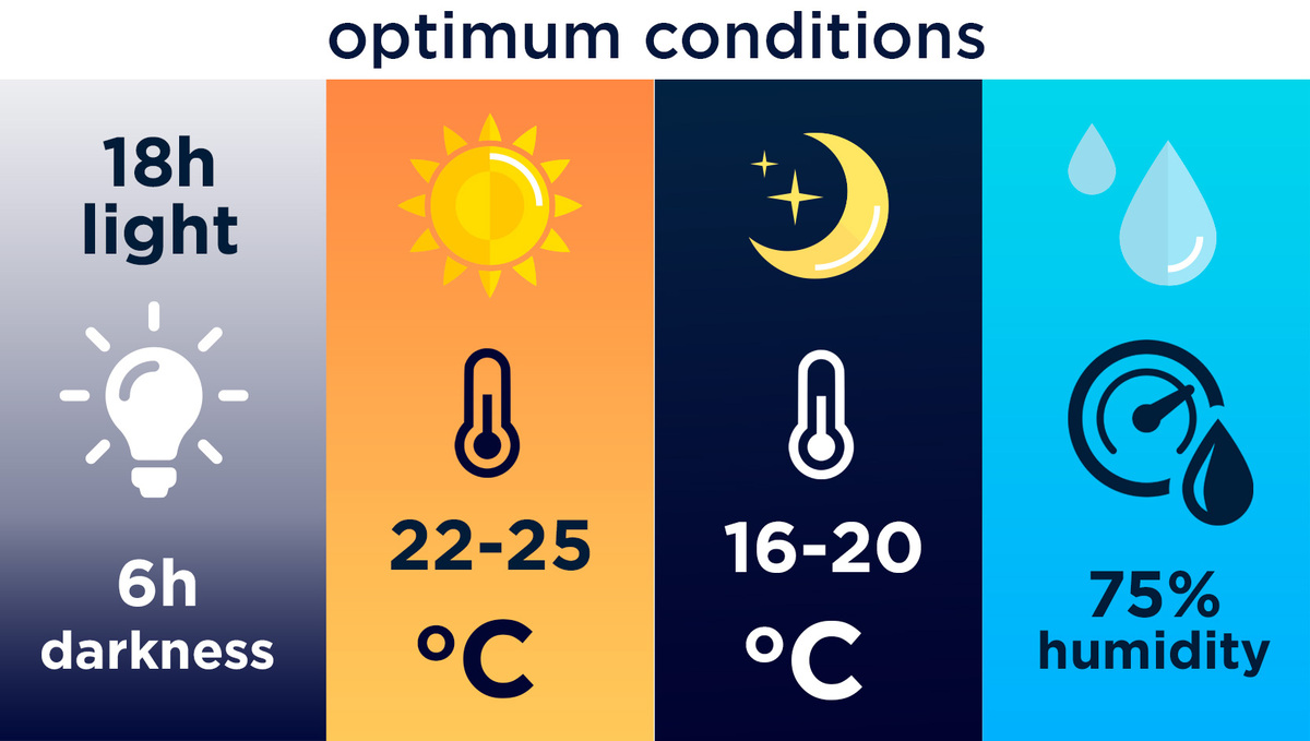 5 Top Tips On Controlling Humidity During The Growing Period: Optimum Conditions For Plants Growth