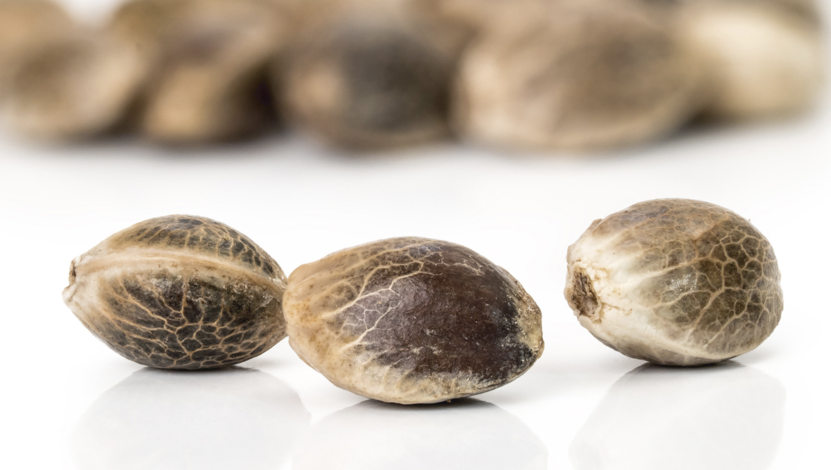 Guide germination : stockage des graines