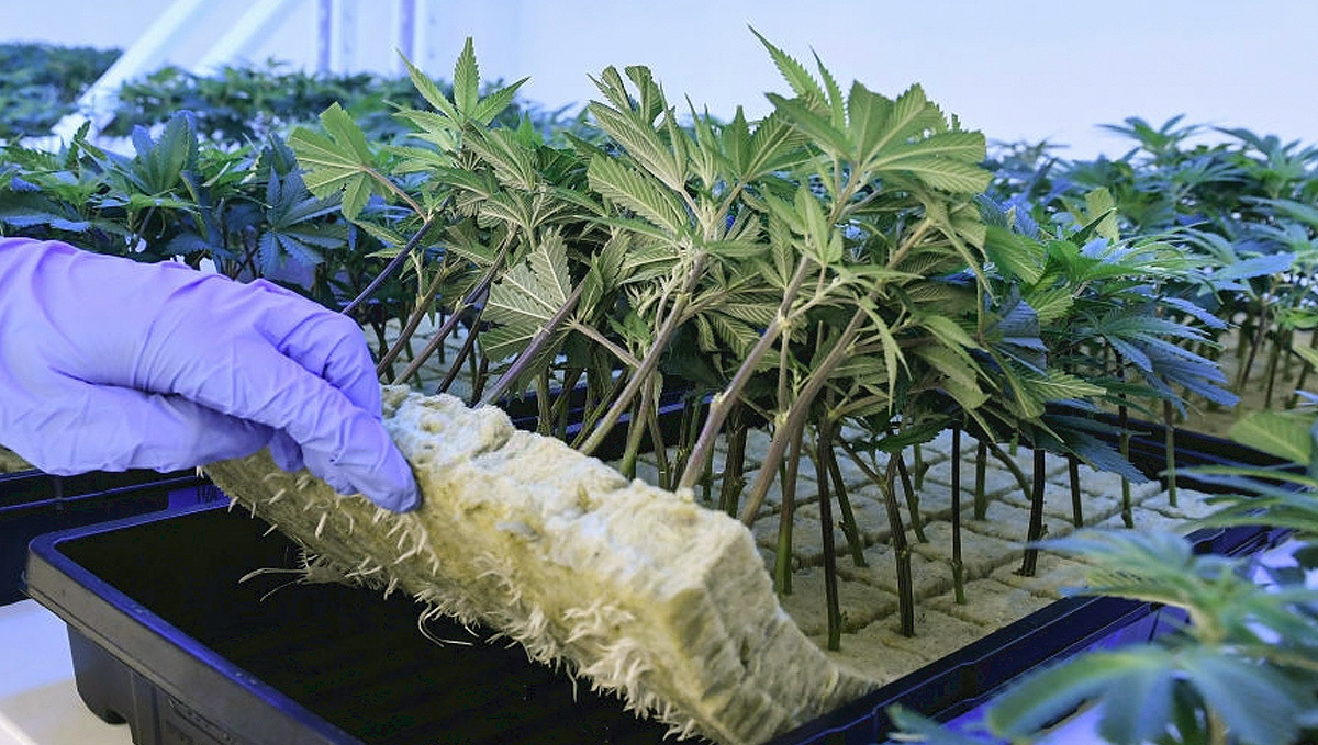 How To Tell Sex Of Your Plants Plants: Using Fem seeds or clones