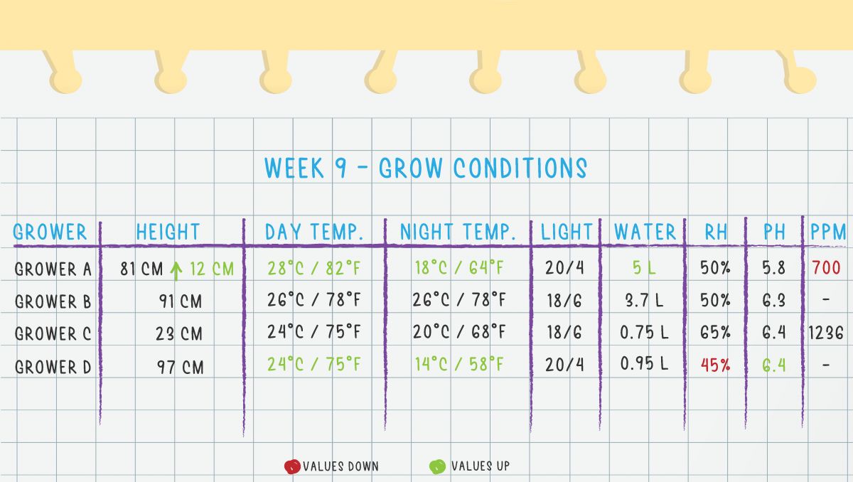 Orange Sherbet Auto Plants Seed Week-by-Week Guide: Week 9 grow conditions