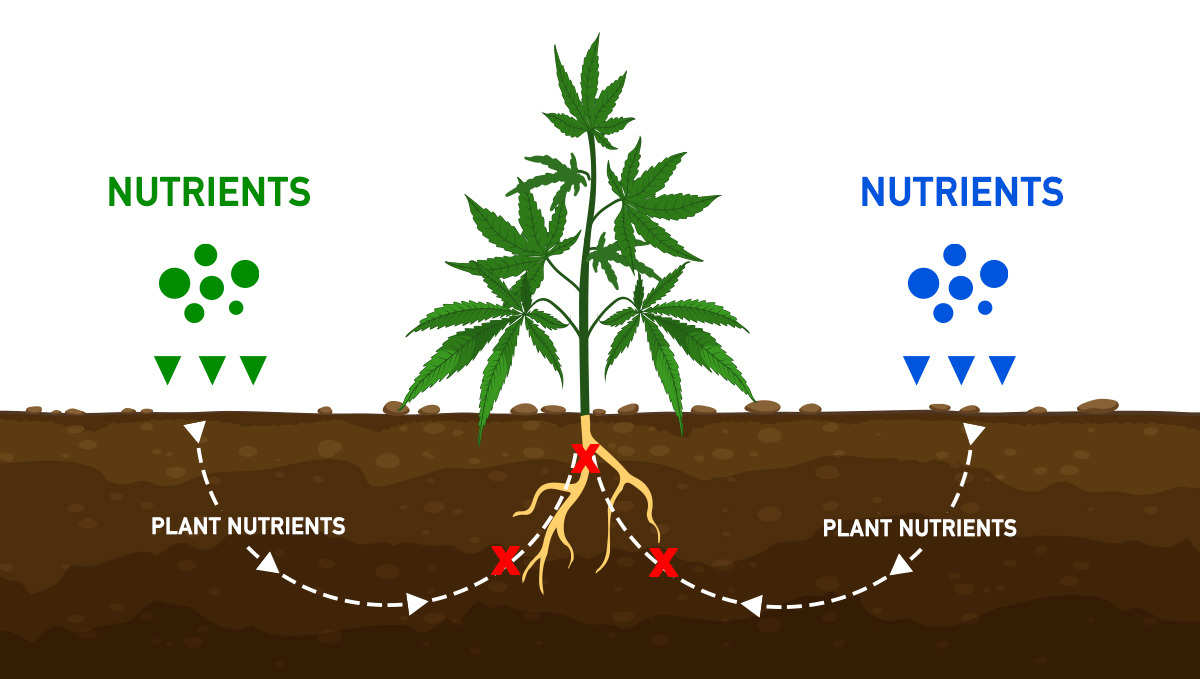 Prevent And Treat Nutrient Lockout: nutrient lockout