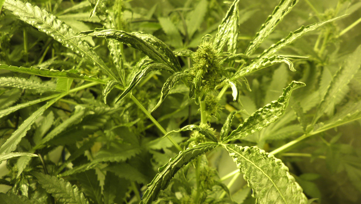 Broad mites: symptoms