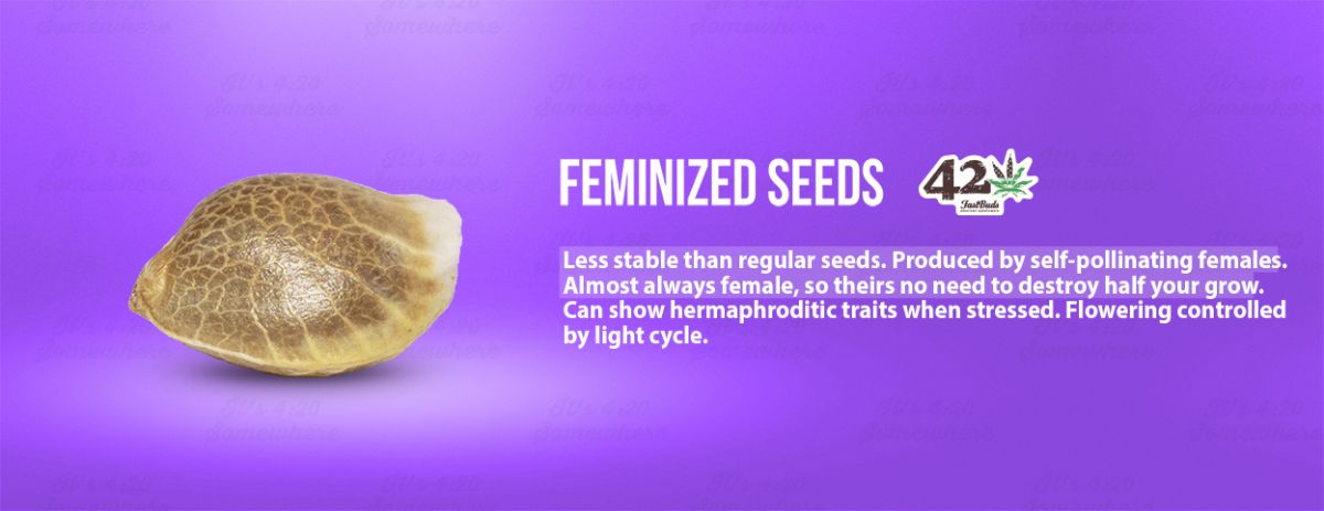 What are autoflowering, feminized and regular seeds: feminized seeds