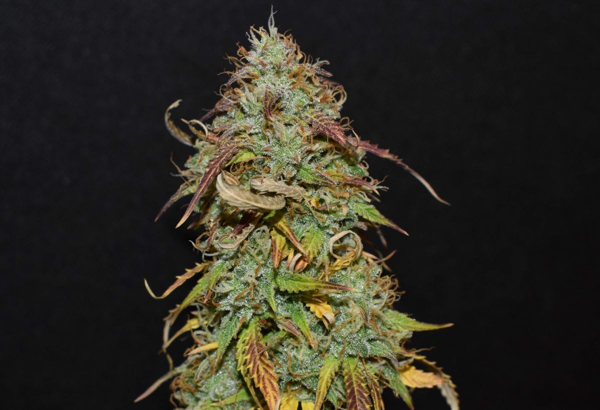 Fleurs de cannabis California Snow prêtes à être récoltées, montrant des trichomes résineux.