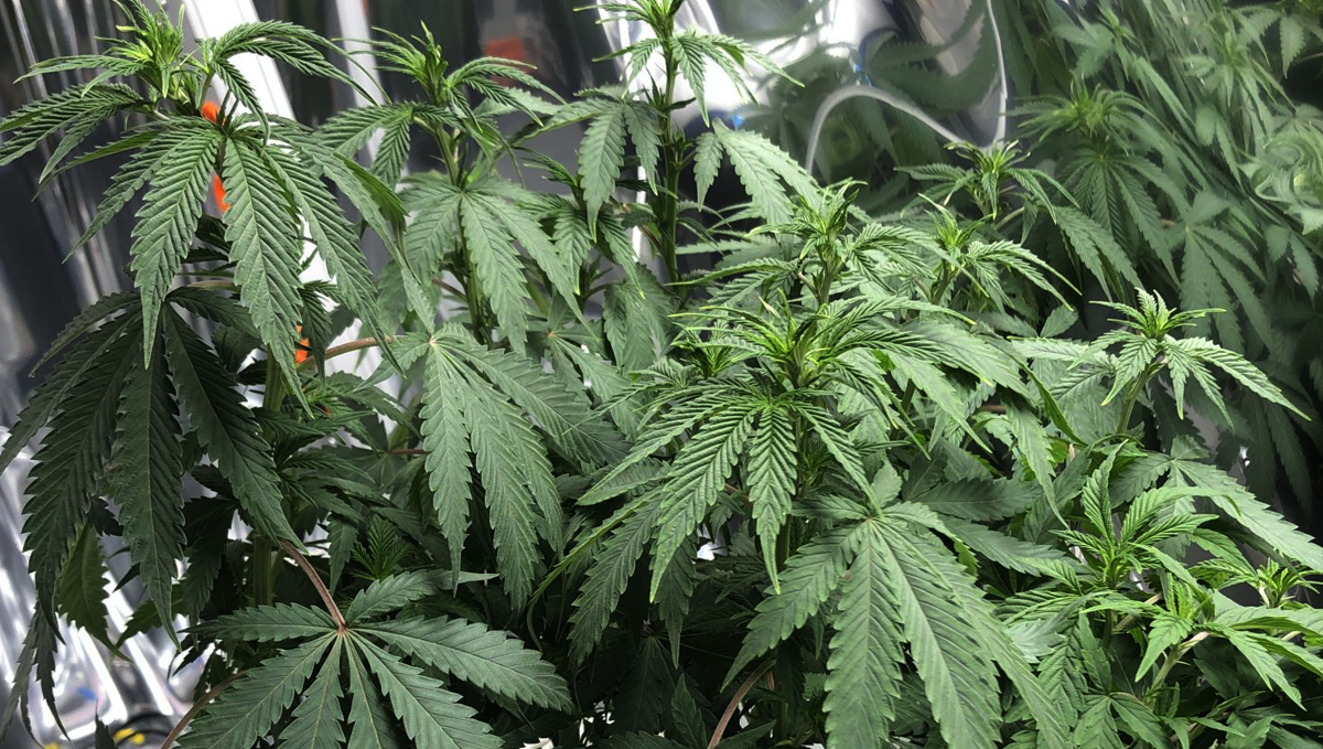 Anzeichen von Unterw&auml;sserung deiner Plantspflanzen