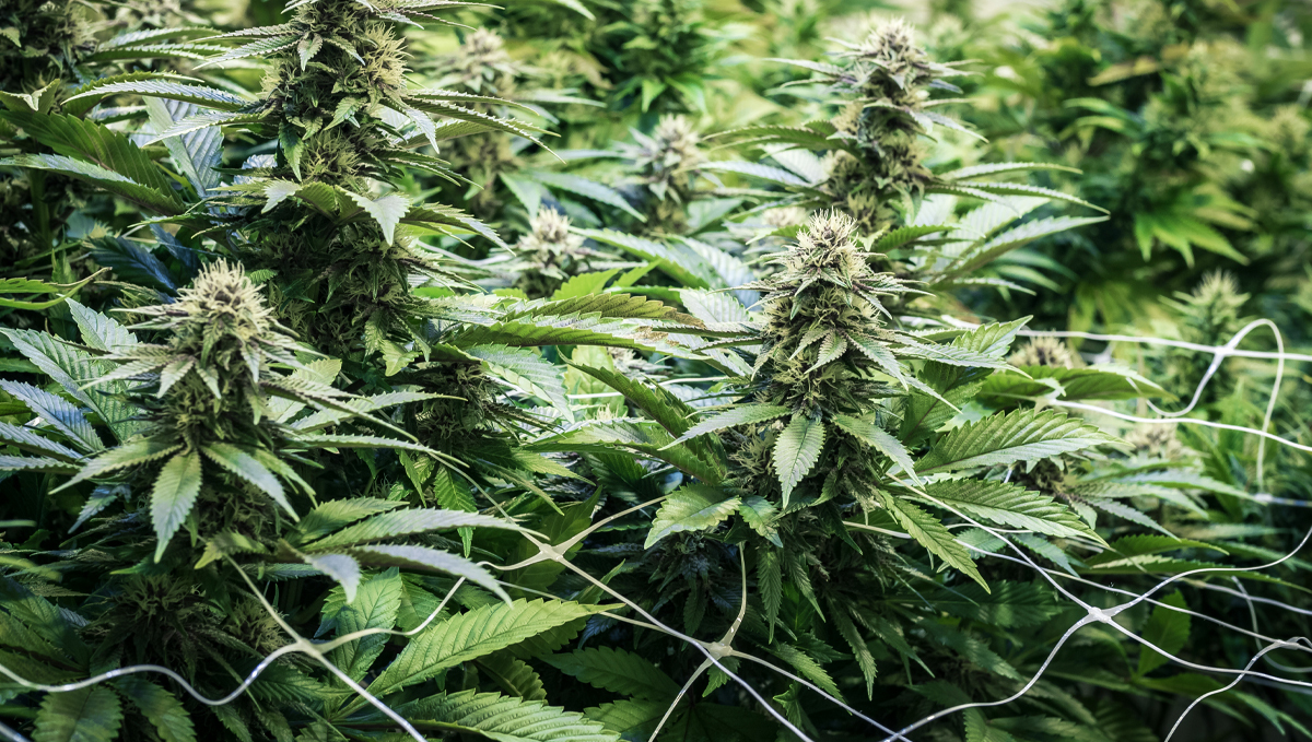 How to increase thc: scrog