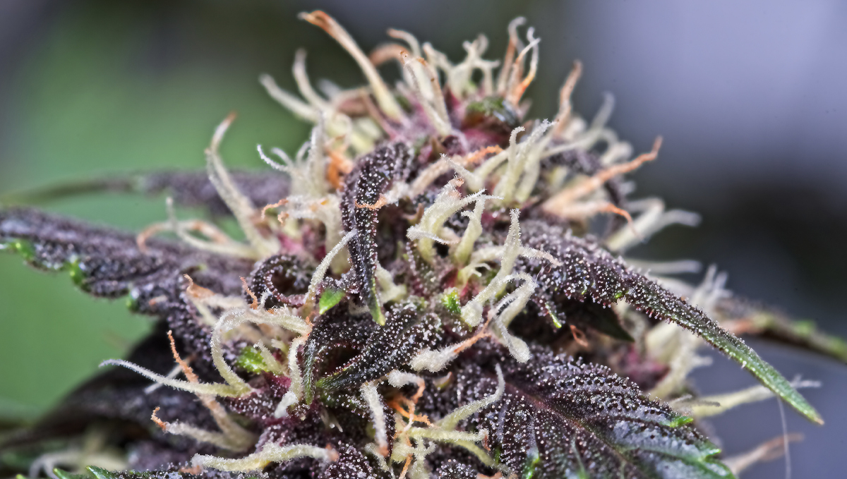 How to increase thc: why do it?
