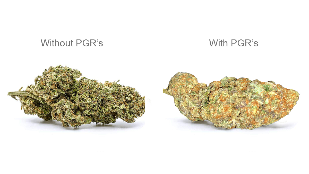 PGR Weed &ndash; What Is Plant Growth Regulators and How to Spot it: A side-by-side comparison of natural and PGR buds
