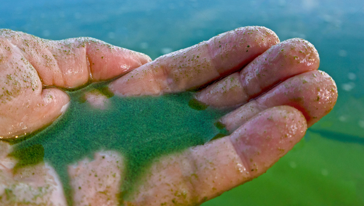 How to prevent algae in hydro: problems