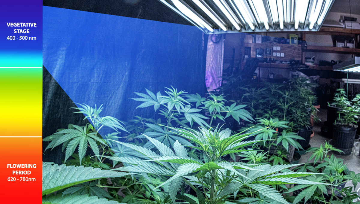 Best light schedule for cannabis in the vegetative stage: light spectrum for plants in the vegetative stage
