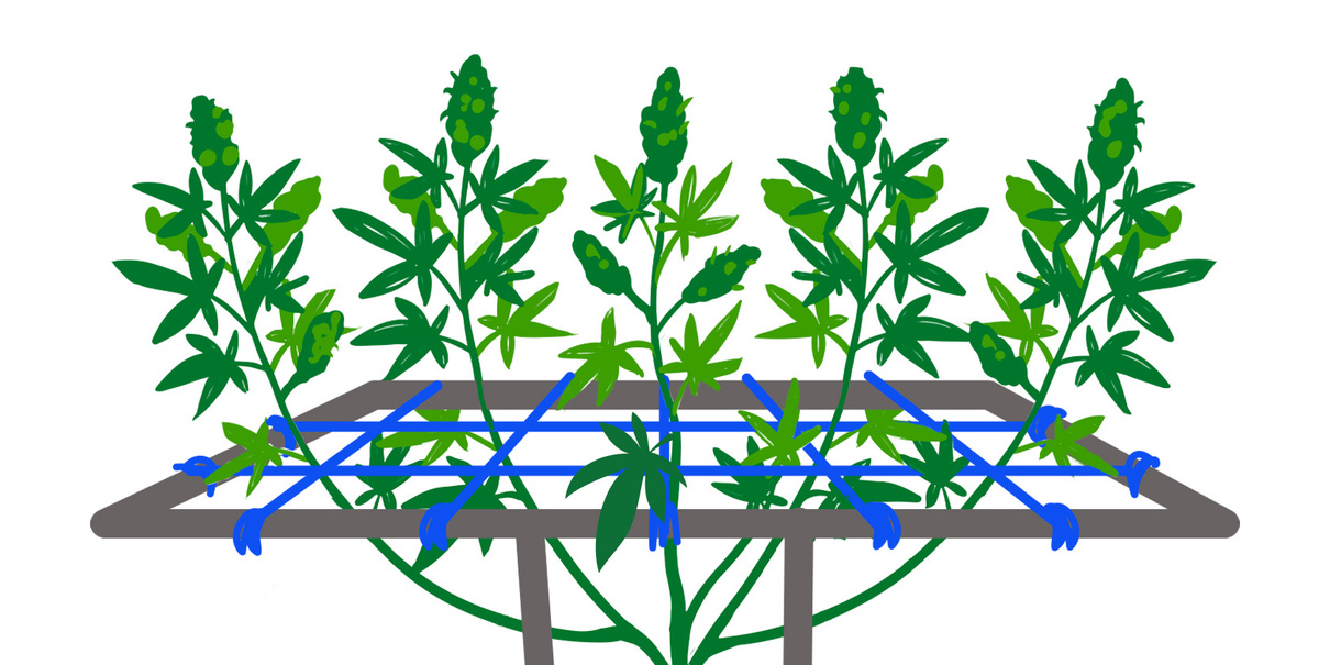 Diagram showing the SCROG method with a net for cannabis training.